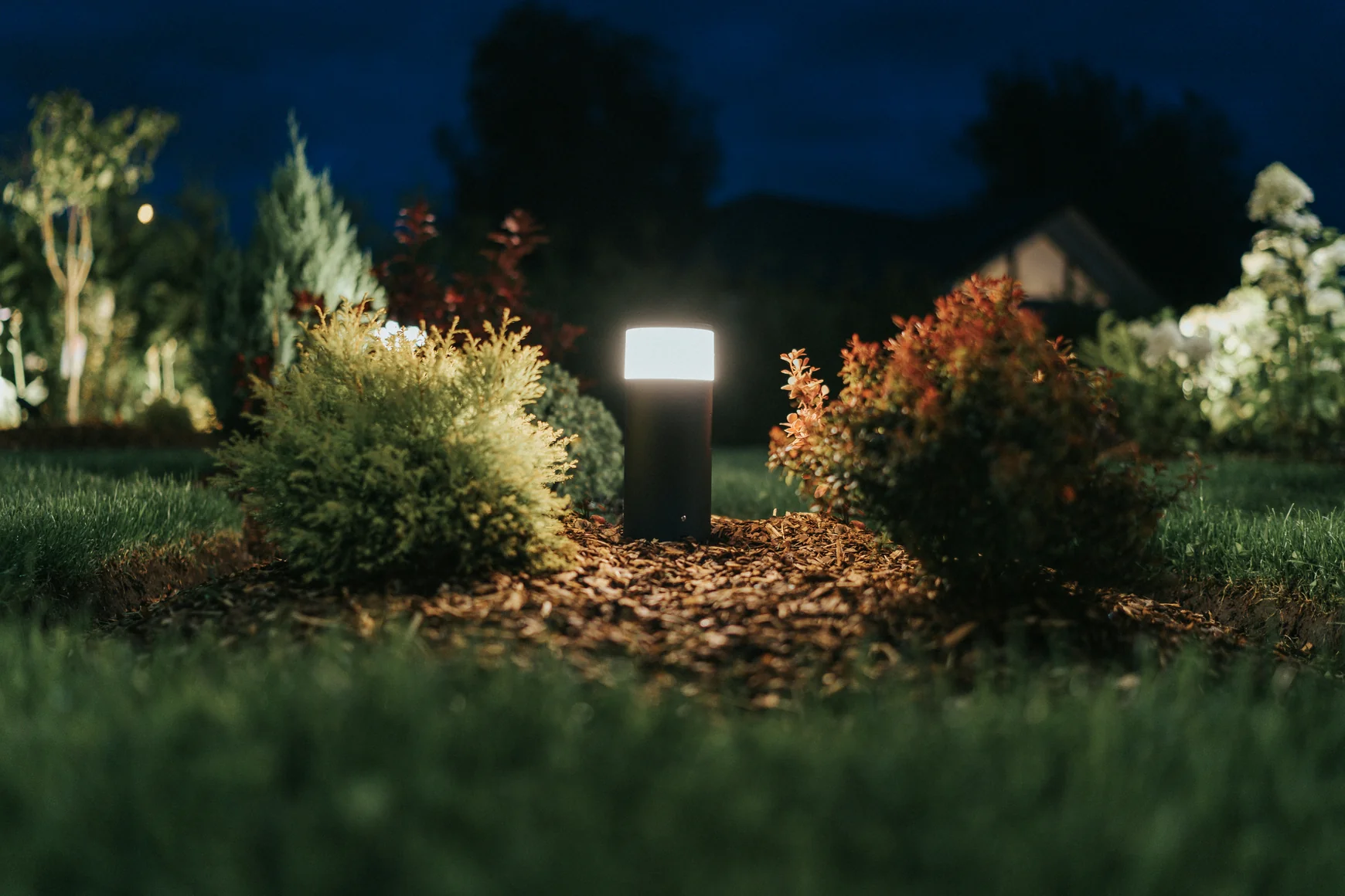a group of bushes with lights in the background — stock photograph